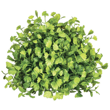 Maiden Hair Fern Half Orb