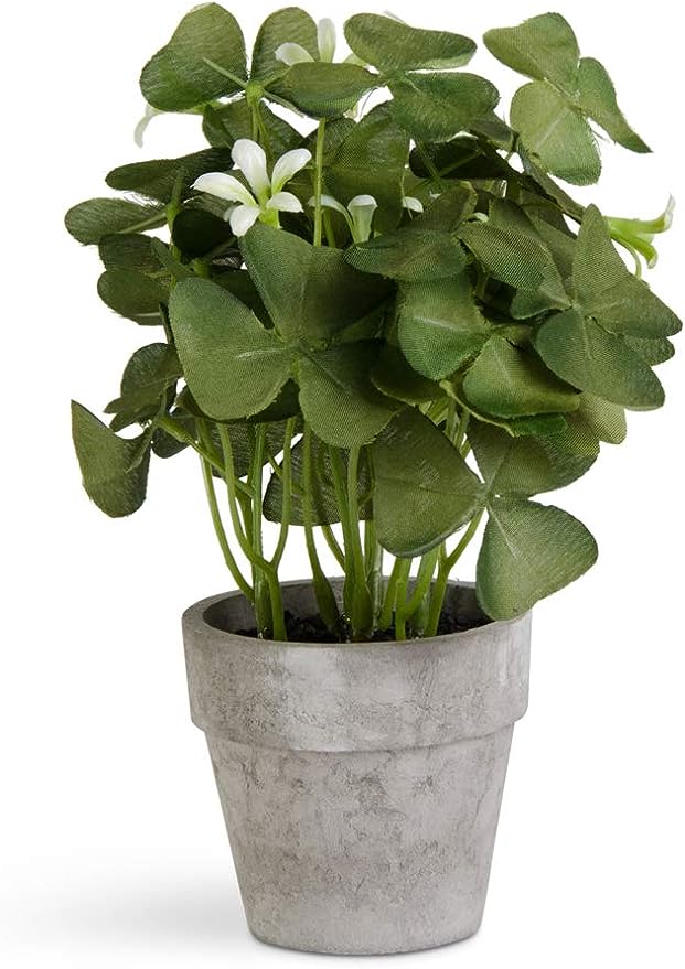 Mini Potted Oxalis