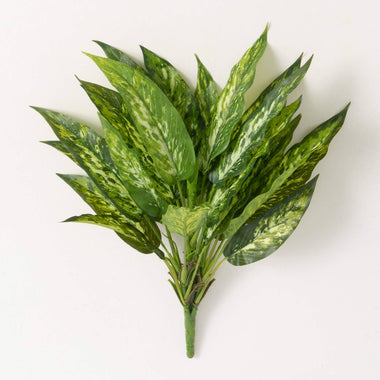20" Aglaonema Bush