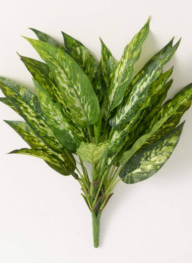 20" Aglaonema Bush
