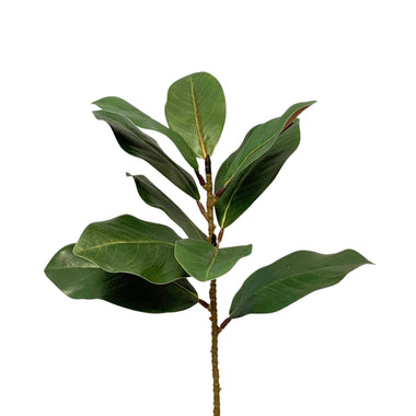 21.5" Eastern Green Magnolia Leaf Spray