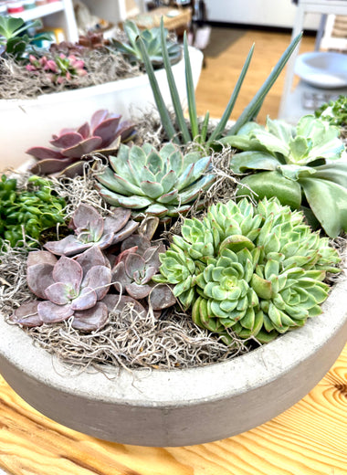 Newport Succulent Garden - Gray