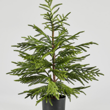 36" Real-Touch Norfolk Pine Tree