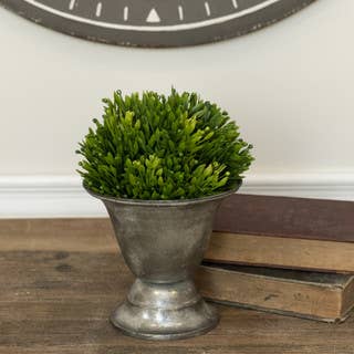 6" Green Chickweed Half Ball