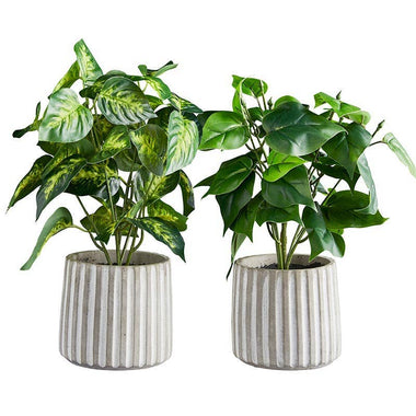 Plant In Cement Pot- Two Styles