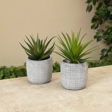 6.25"H Succulent in Cement Pot