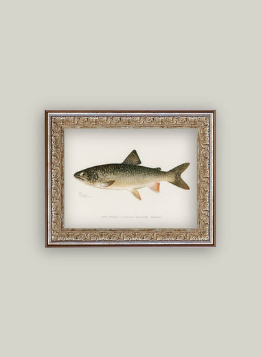 8x10 Lake Trout Framed Art