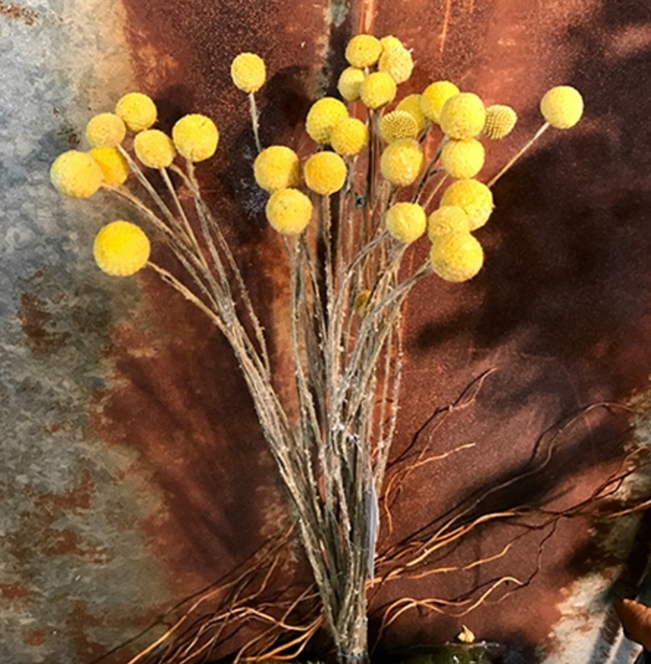Craspedia Natural - 10 Stems