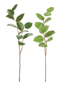 Salal Leaf Spray