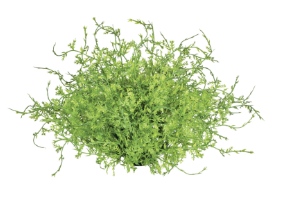 Coral Fern Half Orb