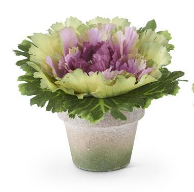 Cabbage in Pot