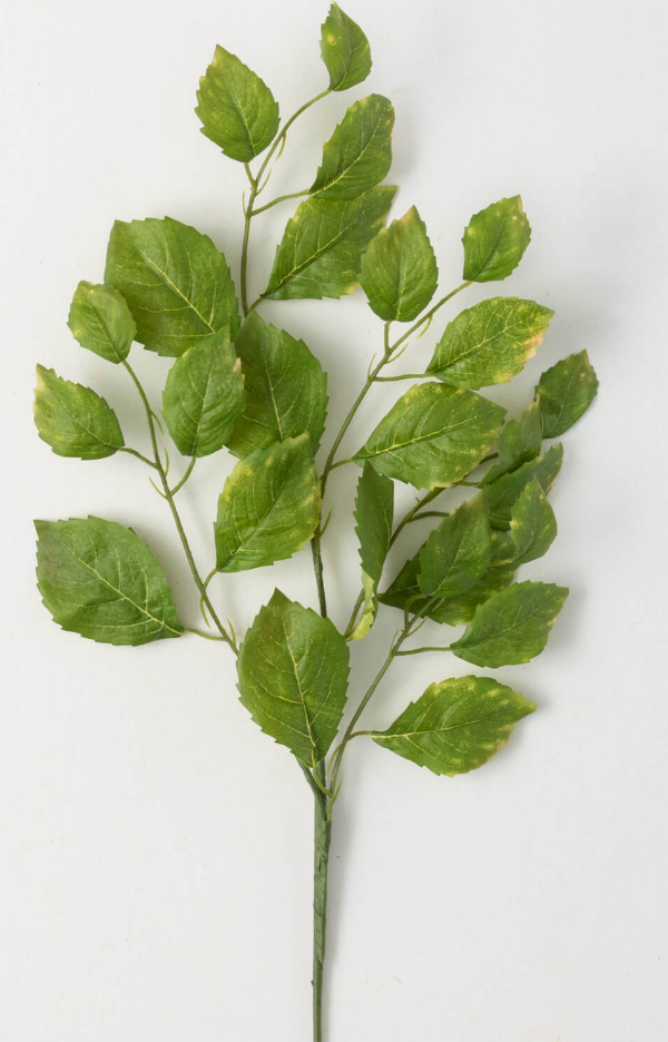 Boston Ivy Spray