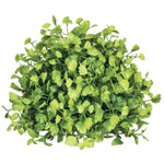 Maiden Hair Fern Half Orb