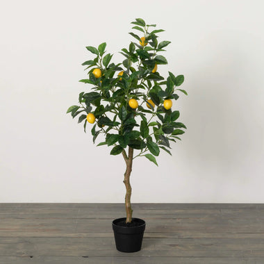 3.5' Lemon Tree
