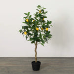 3.5' Lemon Tree