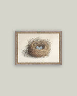 12x16 Blue Eggs in a Nest Framed Antique Art