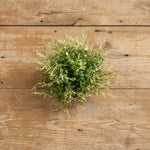 9" Knotweed Half Ball