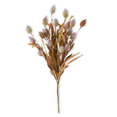 24" Sleepy Silene Eva Bush