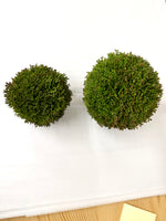 Sedum Ball