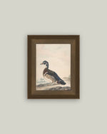 5x7 A Duck Framed Art