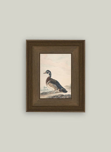 5x7 A Duck Framed Art