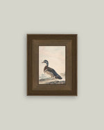 5x7 A Duck Framed Art