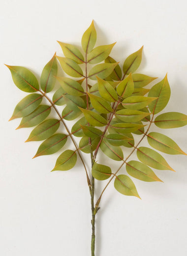 24" Green Yellow Ruscus Spray