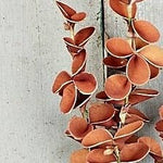 20in. Fall Snapdragon Leaves Spray