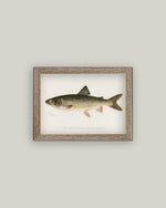 8x10 Lake Trout Framed Art