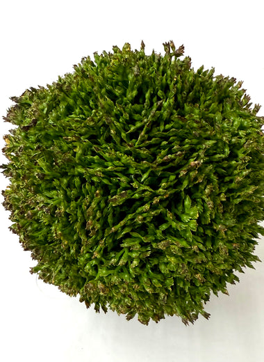 Sedum Ball