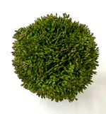 Sedum Ball