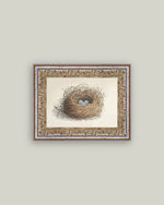 12x16 Blue Eggs in a Nest Framed Antique Art