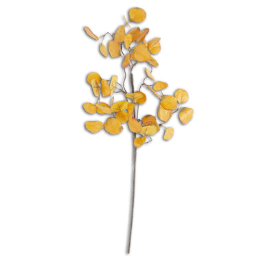 28" Yellow Gumdrop Eucalyptus Stem