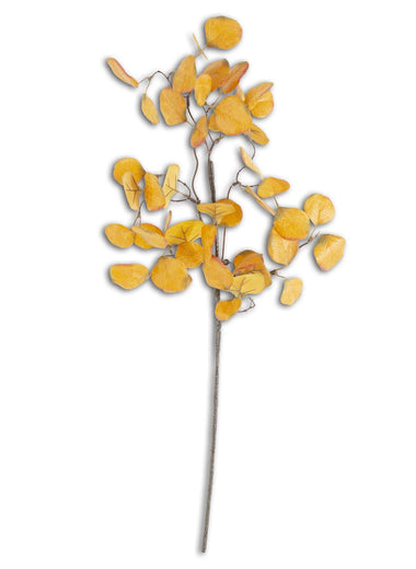 28" Yellow Gumdrop Eucalyptus Stem