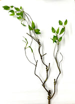32" Twig Branch