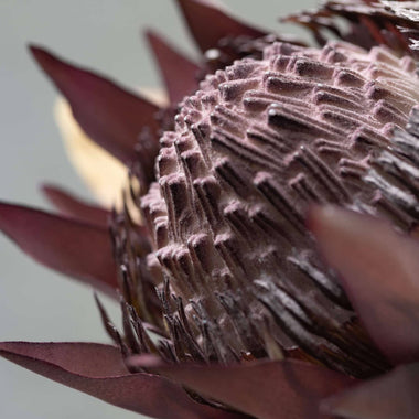20" Warm Coffee Colored Faux Dried Protea
