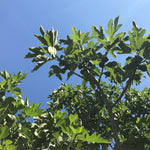 Cherry Fig Leaf Spoon Preserves