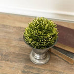 6" Two-Tone Chickweed Half Ball