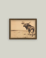 8x10 Bull Moose Framed Art