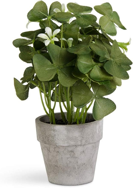 Mini Potted Oxalis