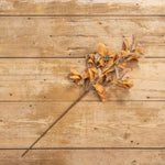 31" Gold Laurel Spray