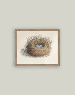 12x16 Blue Eggs in a Nest Framed Antique Art