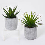 6.25"H Succulent in Cement Pot