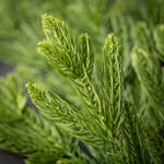 12" Fir and Pinecone Pick