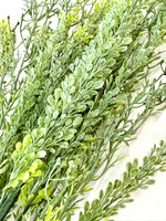 25" Mixed Parsley Spray