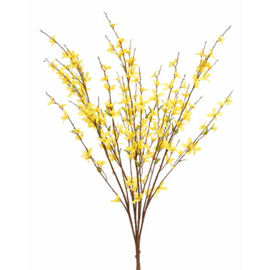 30" Forsythia Bush