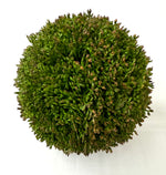 Sedum Ball