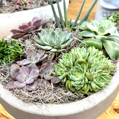 Newport Succulent Garden - White