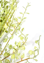 37" Soft Green Button Leaf Spray