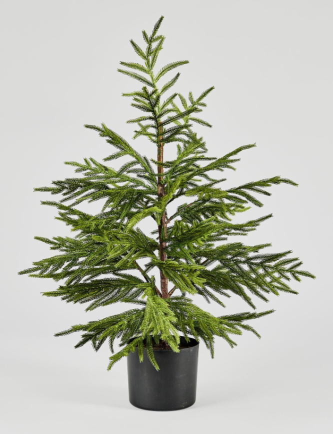 36" Real-Touch Norfolk Pine Tree